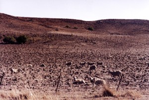 Monaro under drought, summer 2002