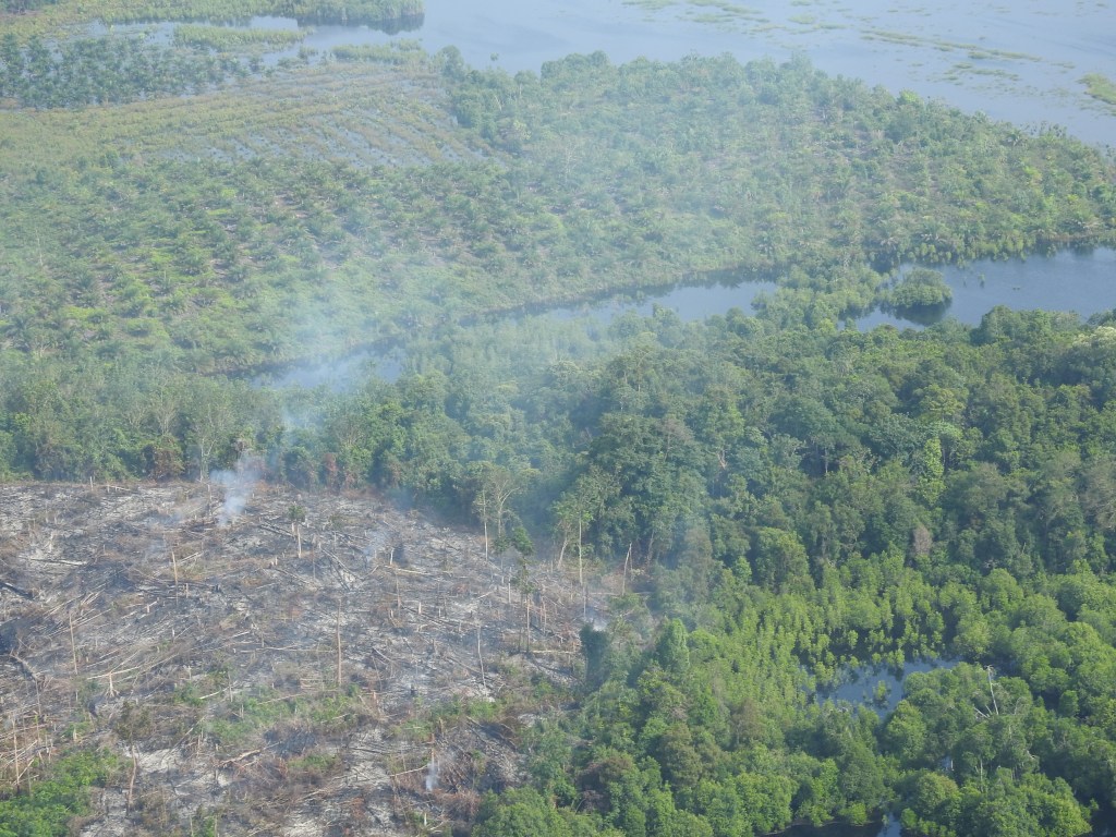 Getting Singapore’s eateries and companies to switch to #sustainable palm&nbsp;oil