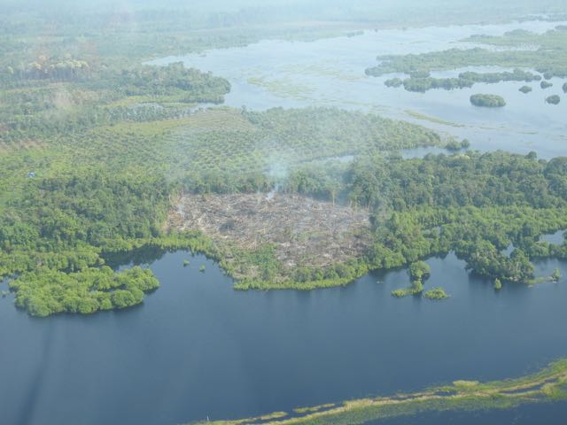 #Change in Riau from closed canopy forest to&nbsp;plantations
