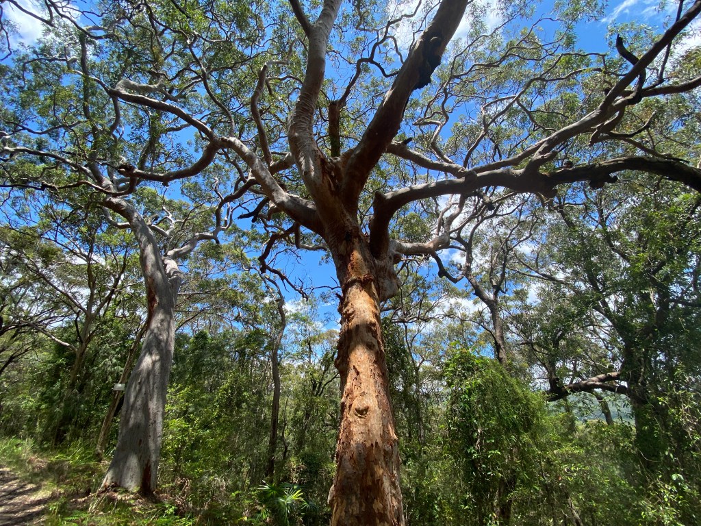 Bellbirds and cicadas