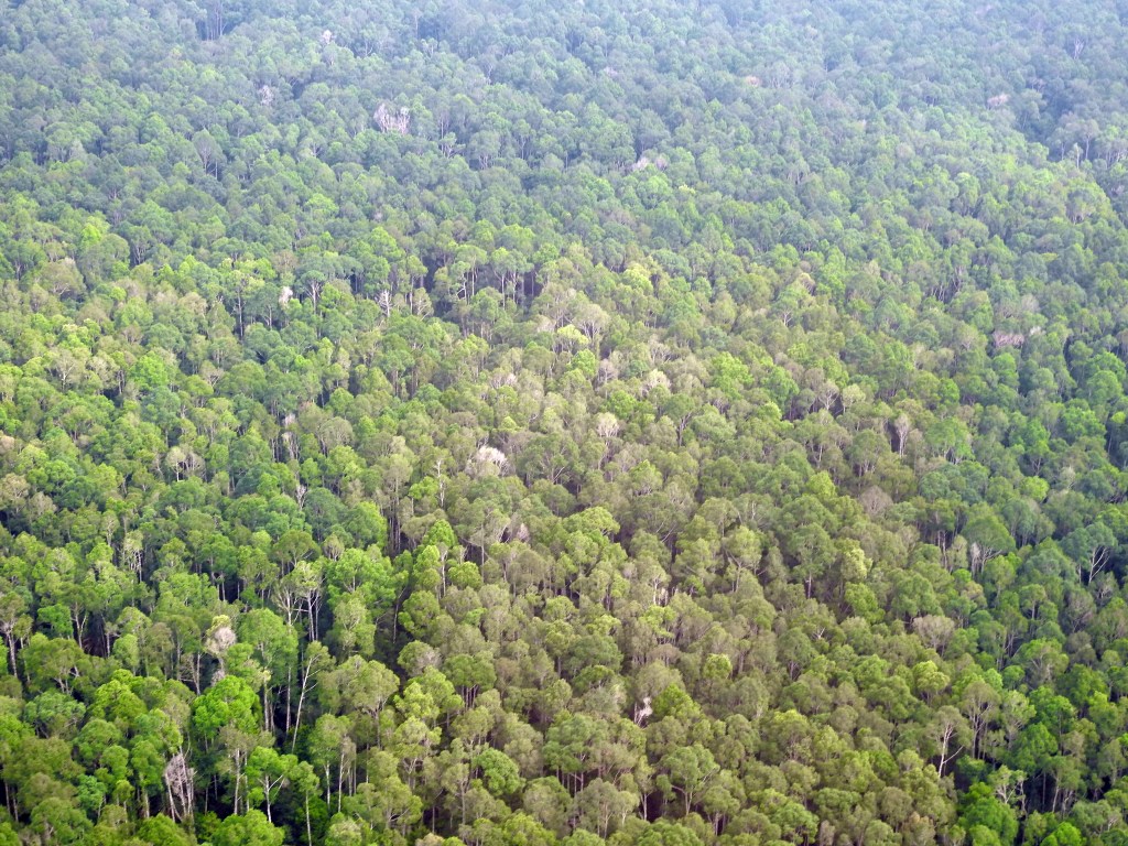 Writing ‘A Forest Story’: The&nbsp;Background