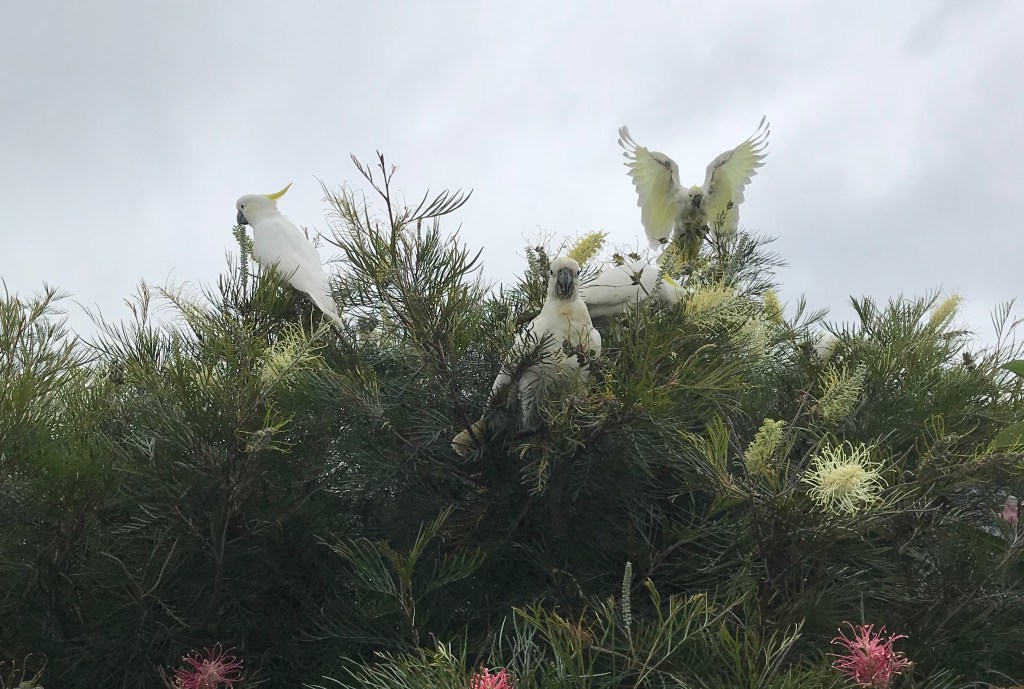 Flora dan Fauna Khas&nbsp;Australia